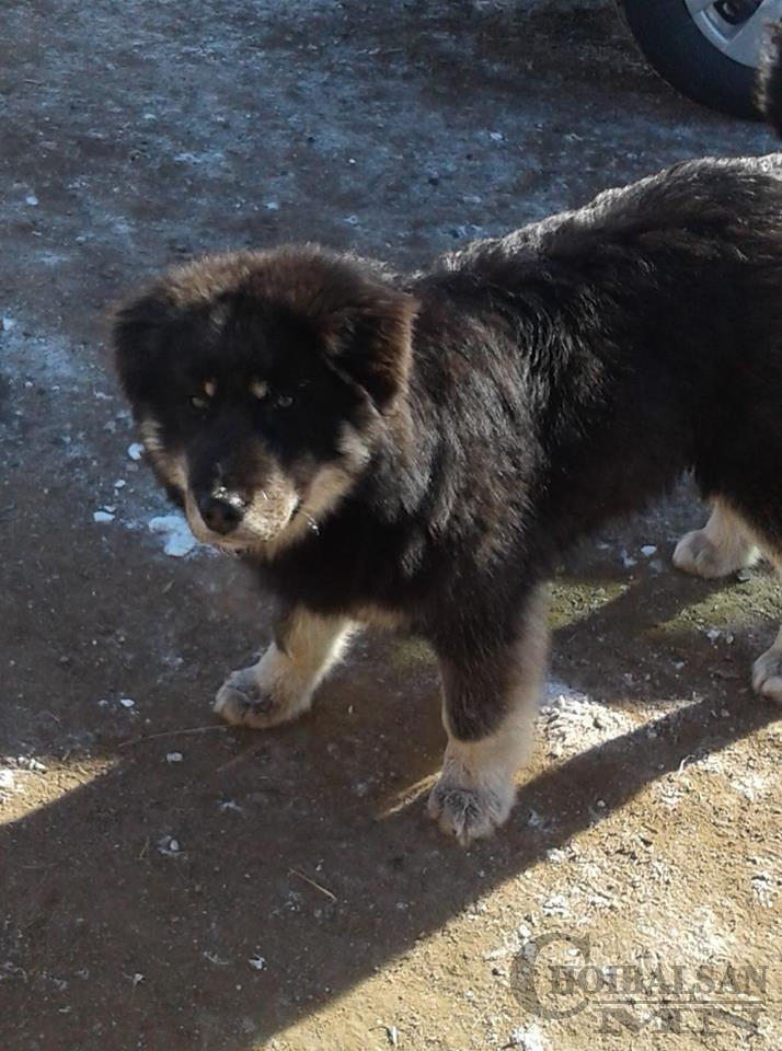 Төв аймагт Мишка нэртэй нохой хүний амь аварчээ