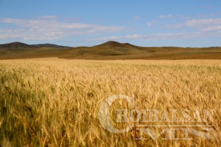 Улаанбуудайн ургалтын байдал Дорнодын нутгаар муу байна