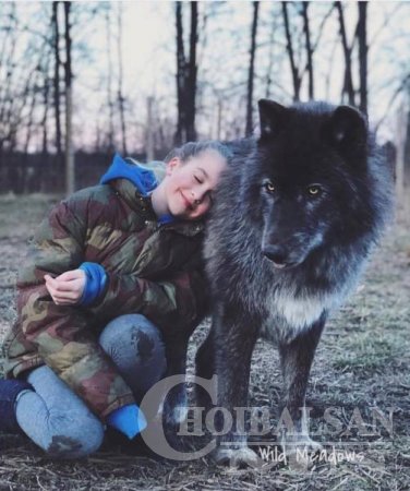 Чонын эрлийз ноход