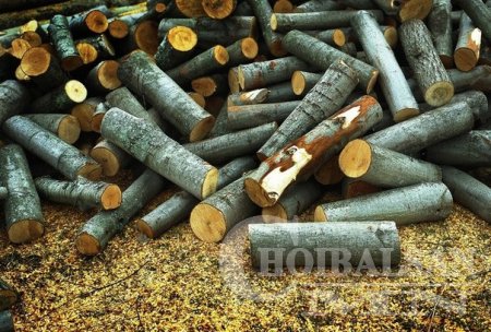 ШИЛМҮҮСТ МОДНЫ ДАВИРХАЙН АЧ ХОЛБОГДОЛ