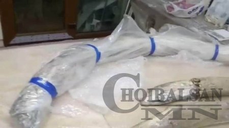Дорнод аймгийн Баяндун сумын нутаг дахь алтны уурхайгаас арслан зааны соёо  ...