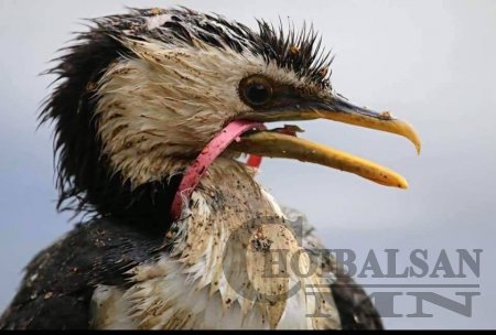 Зэрлэг амьтдын эмгэнэлт мөхөл /ФОТО/