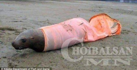 Зэрлэг амьтдын эмгэнэлт мөхөл /ФОТО/