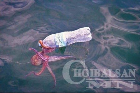 Зэрлэг амьтдын эмгэнэлт мөхөл /ФОТО/