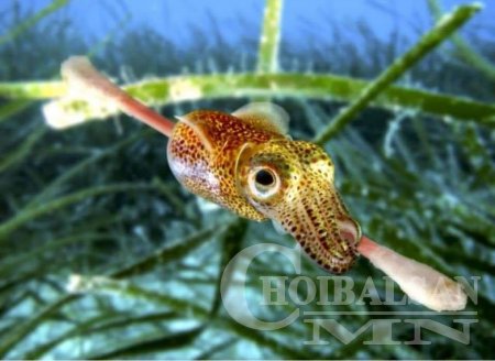 Зэрлэг амьтдын эмгэнэлт мөхөл /ФОТО/