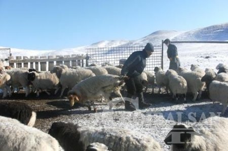 Малын маханд чинь хар тугалга олон зуу дахин их байна шүү, монголчууд аа!