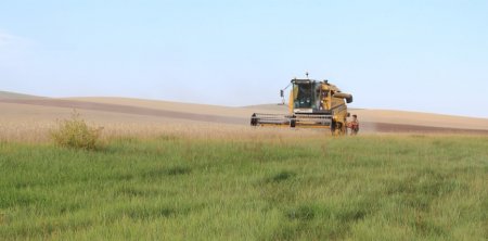 Дорнод аймгийн ургац хураалт 36,6 хувьтай явагдаж байна