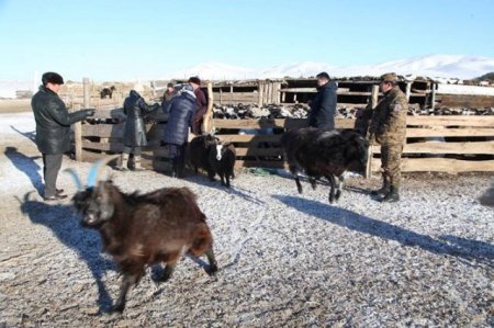 Өнгөрсөн онд малын тоо 5 төрөл дээрээ өсч 2,4 саяд хүрчээ