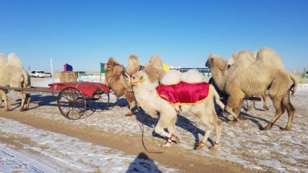 Тэмээн соёл-2019 арга хэмжээ Булган суманд зохион байгуулагдаж байна