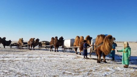 Тэмээн соёл-2019 арга хэмжээ Булган суманд зохион байгуулагдаж байна