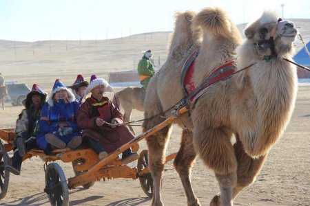 Цагаан овоо суманд тэмээчдийн зөвлөгөөн, тэмээн соёлын өдөрлөг зохион байгуулагдаж өндөрлөлөө
