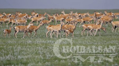 Баталсан стандартаа мөрдөж, зэрлэг амьтдаа аваръя