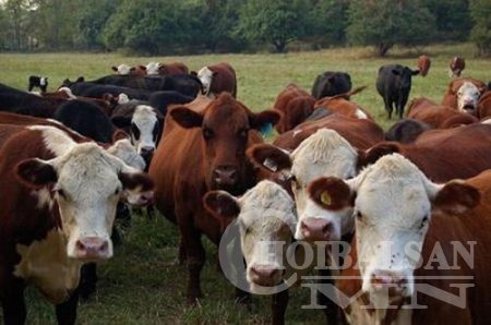 Б.Батзориг: Яс сөнөрөх өвчин нь байгаль цаг уурын өөрчлөлттэй шууд холбоотой