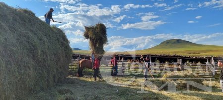 Хадлан тэжээл бэлтгэх ажил 70 хувьтай явагдаж байна