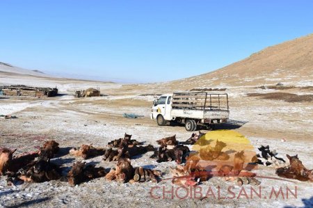 Малын хулгайн илрүүлэлт 60 гаруй хувиар өсжээ