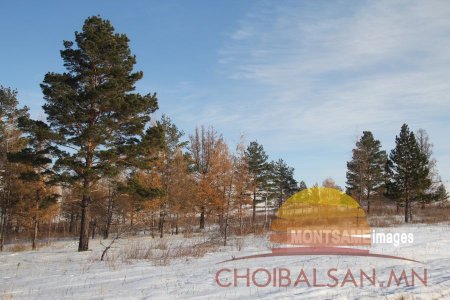 ДОРНОД: Өвөлжилт нэн хүндэрсэн сумдад боодол өвсийг 4000 төгрөгөөр худалдан ...